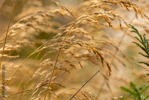 Fotografie Golden dry grass stalks swaying gently in the warm summer breeze, background, te