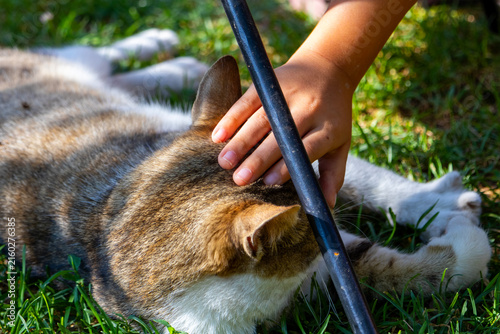 Konstfotografi A person gently pets a tabby cat resting on the grass beside another cat, capturing a peaceful outdoor moment of human animal companionship in nature