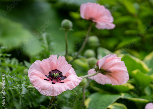 Papaver orientale ‘Coral Reef’ (Oriental poppy) with delicate coral-pink flowers, dark contrasting centers and hairy flower buds blooming among lush green foliage in a summer garden. 
