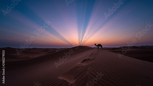  Majestic Camel Silhouette Against Vibrant Desert Sunset Rays