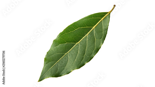 Canvastavla Single fresh organic green bay laurel leaf isolated on transparent background
