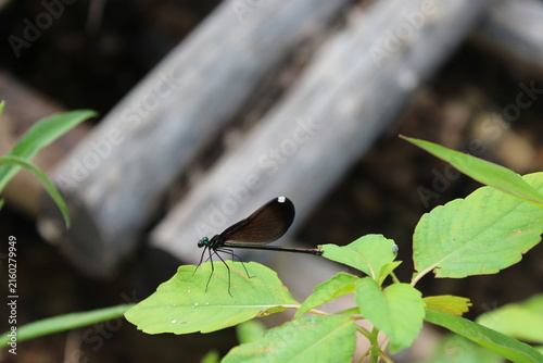 Obraz na plátně Female ebony jewelwing damselfly resting on a green leaf