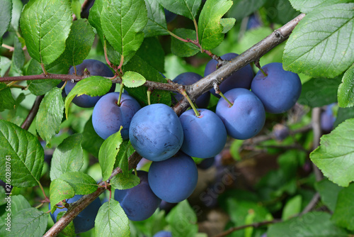 Ripe blue Plums on a Branch in a Garden, Prunus domestica, organic plums close up