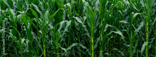 Fotografía Green corn field showing healthy summer crop growth
