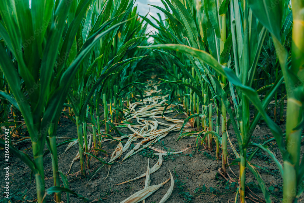 Fototapeta premium Lush green sorghum plants growing densely across a cultivated agricultural field. Healthy cereal crop, commercial farming and sustainable agriculture concept.