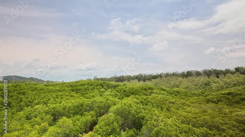 Dense green mangrove forest canopy swaying gently in the wind under a soft blue sky with white clouds