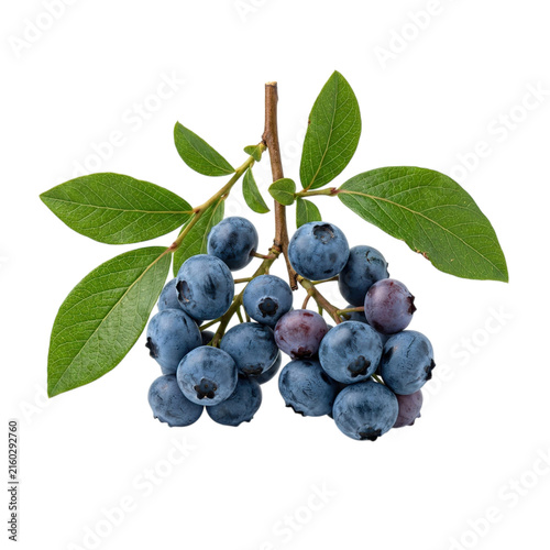 Fresh blueberries with green leaves on black background
