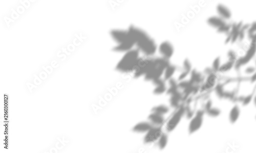 Shadow overlay effects of realistic abstract natural tree leaves shadow on wall background. Summer sunlight dappled shadow overlay effect,abstract branch shadow