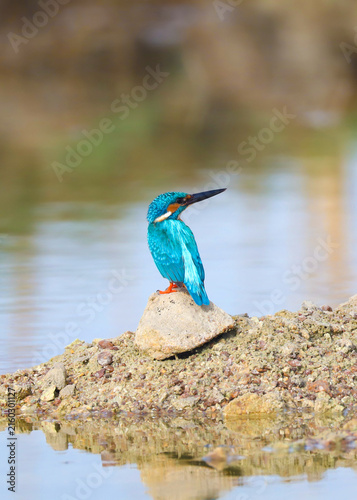 Common Kingfisher Perched on Mud Hump in Lake – Colorful Water Birds in Natural Habitat. A beautiful wildlife photograph of a Common Kingfishers (Alcedo atthis) perched on a small mud hump.