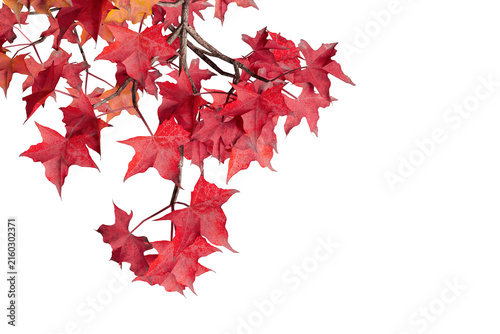 Bild auf Leinwand Vibrant red autumn maple leaves on branch isolated on transparent background