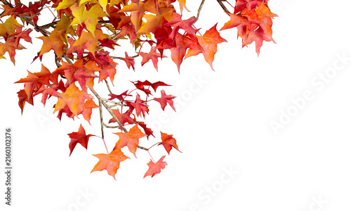 Red and orange autumn maple tree branch isolated on transparent background