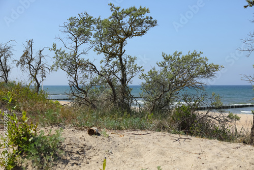 Vegetation that stabilizes shifting sands can be found in coastal dunes, which are home to a diverse array of plant life, as seen here in Mielno, Poland