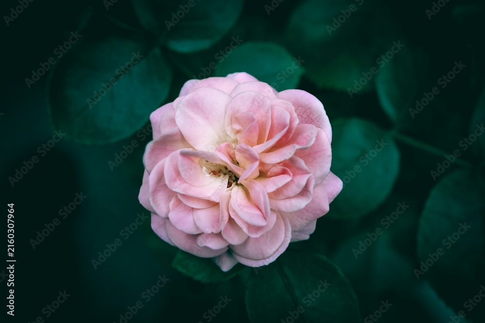 Obraz premium A close up of a pink rose flower in bloom with green leaves in the background