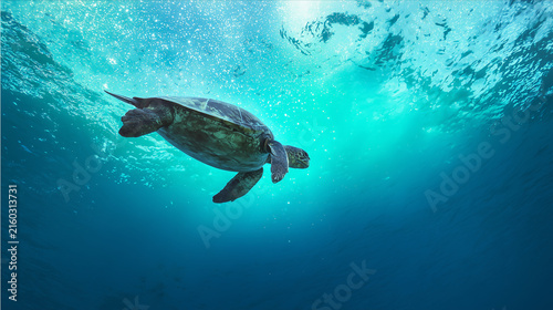 An majestic green sea turtle swimming towards the light in the deep blue ocean, symbolizing freedom and the tranquility of underwater life in a vast, pristine marine world.