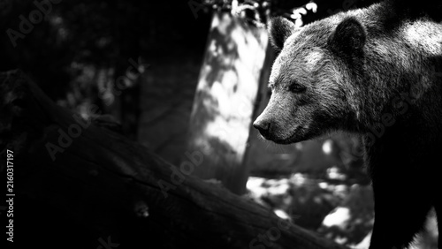 Photography ours brun tete n&b