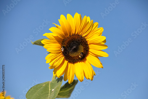 blühende Sonnenblume mit besuch von Hummeln