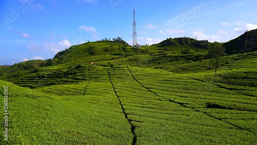 фотографія Panoramic view of a lush green tea plantation with a telecommunications cell tow