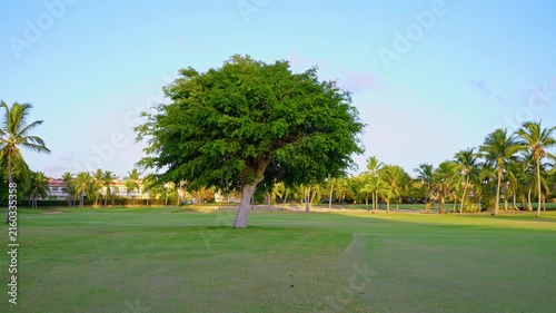 A beautiful tropical garden design with a lawn and various ornamental trees in the background. The green grass of the lawn is framed by trees and a blue sky on a sunny day.