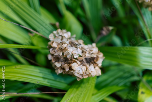 Fotografía 枯れてドライフラワーのようになった冬の紫陽花