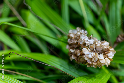 Fotografía 枯れてドライフラワーのようになった冬の紫陽花