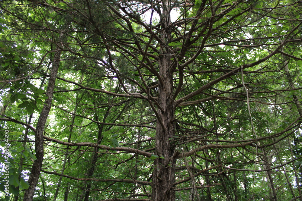 Fototapeta premium Intricate branches of an eastern red cedar tree in a dense forest