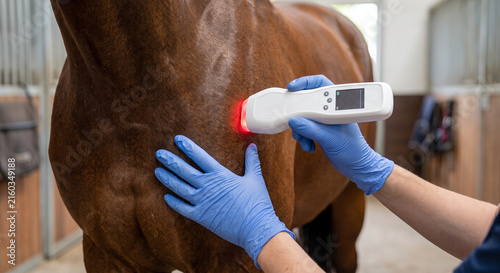 Veterinarian using therapeutic laser device on horse neck for musculoskeletal recovery.