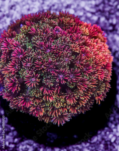 Fotografía Pink and Green Watermelon Goniopora Coral Underwater Macro in Saltwater Fishtank