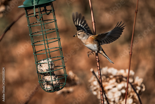 Konstfotografi Songbird landing at a backyard suet feeder in winter garden with wings outstretc