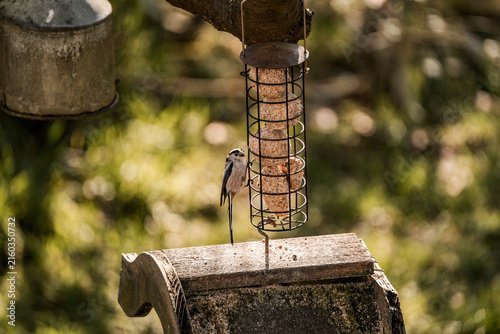 Foto Woodpecker feeding on a suet feeder in a sunlit backyard with blurred green boke