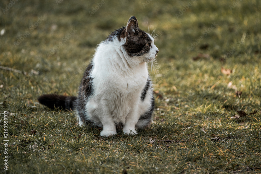 Obraz premium Fluffy long-haired domestic cat sitting on a grassy lawn, looking to the side — outdoor pet portrait in natural light