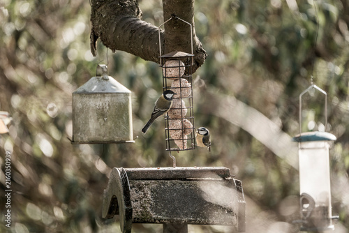 Foto Close-up of multiple bird feeders and a suet feeder hanging from a tree branch i