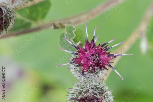 Cuadro en lienzo Close-up of a greater burdock flower, with central magenta florets and spiky hooked bracts, near Gotha, Thuringia, Germany