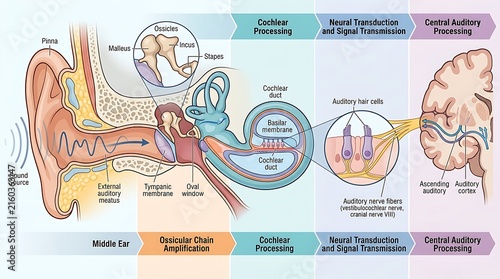 Human auditory system diagram showing hearing process and ear anatomy