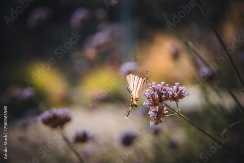 Fotografie Iphiclides podalirius butterfly on purle flower Verbena bonariensis
