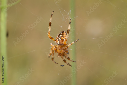 garden spider (araneus diadematus) perchs in its net, found in Südheide in Lower Saxony, Germany