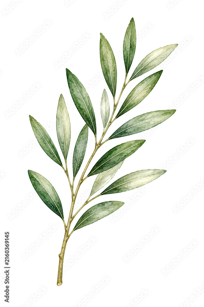 Fototapeta premium Watercolor Olive Branch with Slender Green Leaves