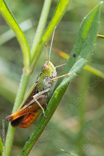 Konstfotografi male stripe-winged grasshopper (Stenobothrus lineatus) found in Südheide in Lowe