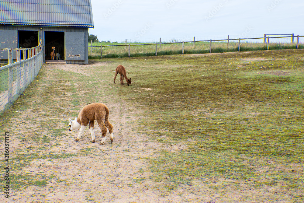 Naklejka premium Young Alpacas Grazing Near a Barn in a Rural Paddock