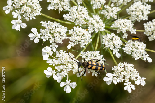 Konstfotografi four-banded longhorn beetle (leptura quadrifasciata) perching on  a white Europe