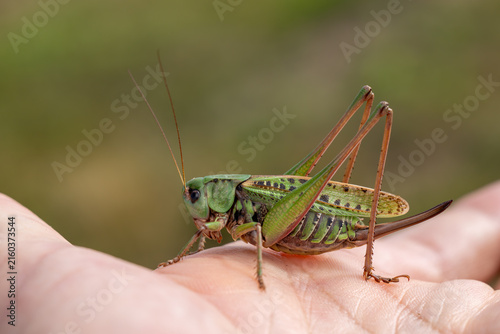 Bild auf Leinwand female wart-biter (decticus verrucivorus) on hand, found in Südheide in Lower Sa