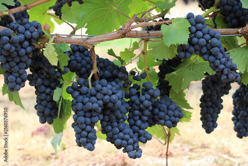 Fotografie Vineyard Willamette Valley