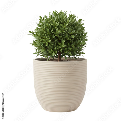 Small potted green shrub in cream pot