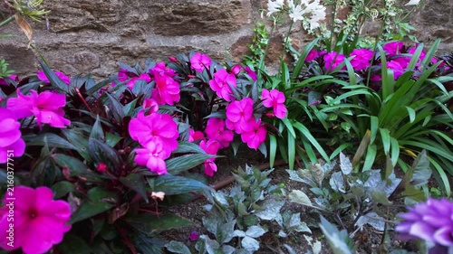Vibrant pink impatiens flowers growing in a garden