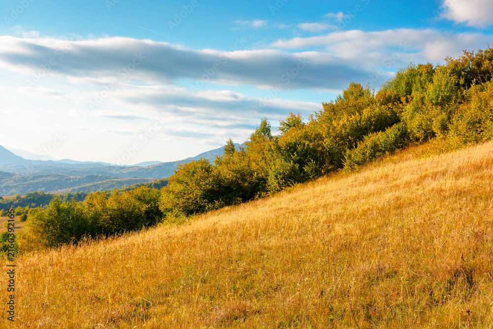 Fototapeta premium mountain meadow in evening light. countryside autumn landscape with valley behind the forest in yellowish foliage on the grassy hill. fluffy clouds on a bright blue sky