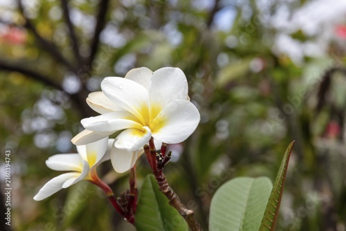White frangipani (Plumeria pudica), San Cristobal, Galapagos, Ecuador