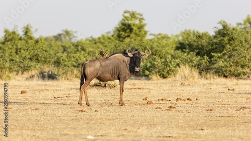 Wildebeest (Connochaetes), Etosha National Park, Namibia