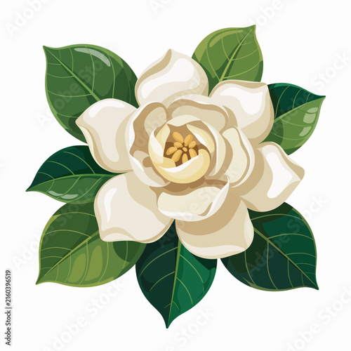 Фотография White gardenia flower with green leaves isolated on transparent background for d