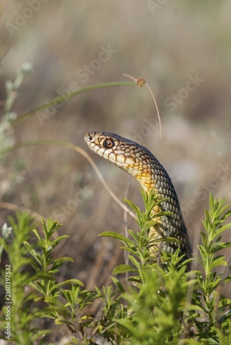 Dolichophis Caspius, European Whip Snake, Caspian Snake, Caspian Snake, Caspian Wrath Snake, Critters, Greece, high size, portrait format, reptilia, reptiles, snakes, snakes