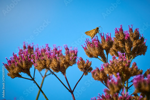 California skipper butterfly drinking nectar from verbena flowers