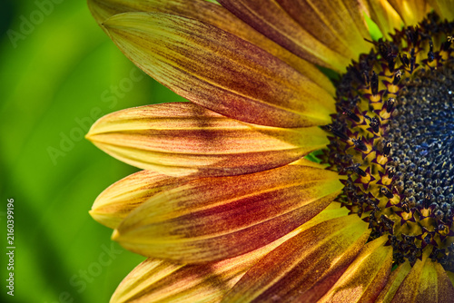 Foto close up of sunflower